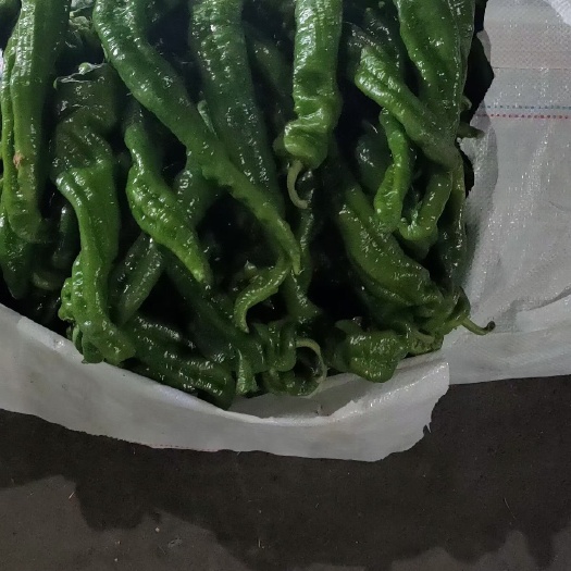 长沙 精品螺丝椒个大、口感好