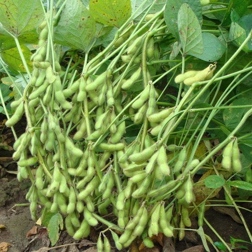 新沂市新鲜毛豆荚毛豆，代办