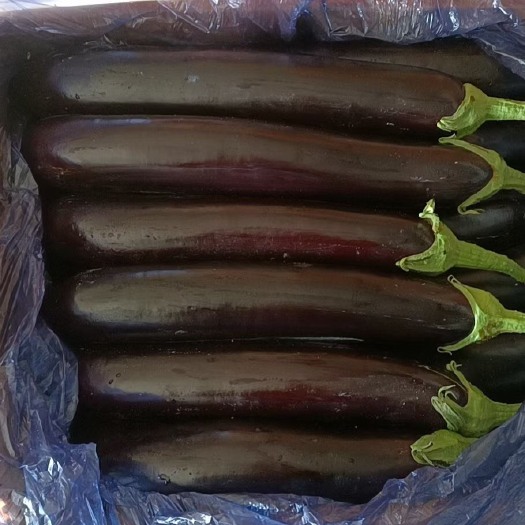 寿光市大量供应黑长茄 各种蔬菜都有 可帮发车