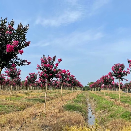 嵊州市美国红叶紫薇  出圃各种规格大小美国