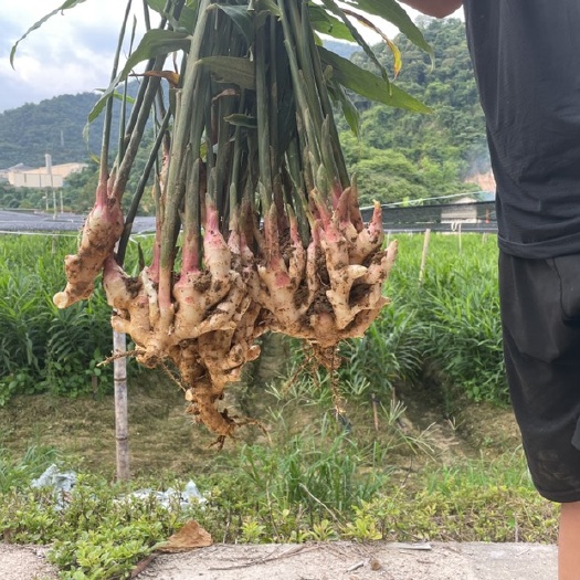 南靖县福建嫩姜仔姜生姜鲜姜红芽姜新鲜姜芽做泡糖醋姜黄姜时令应季蔬菜