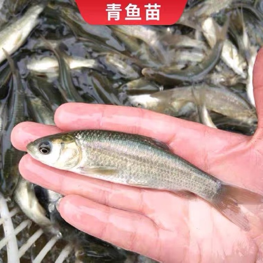 靖江市青鱼苗  青鱼鱼苗