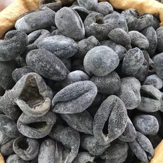 广州纯淡干越南球参15头海参泡发厚肉品质保障大量酒席采购大量现货