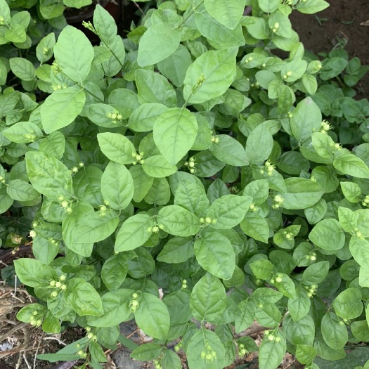 青州市白色茉莉 茉莉