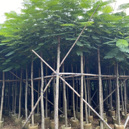 普宁市凤凰木
