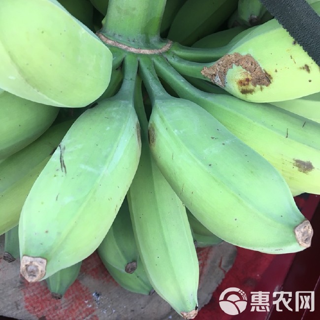 广西牛蕉酸奶蕉土芭蕉应季水果包邮整件坏果包赔