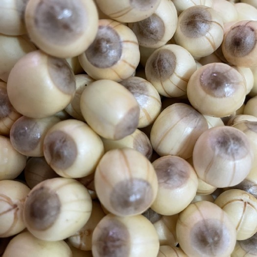 瑞金市红莲子  红莲新鲜红莲鲜莲