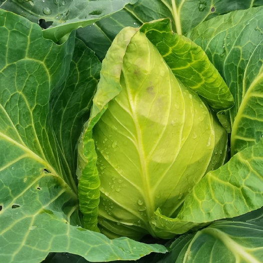 贵阳牛心甘蓝  牛心菜（威宁），莲花白（息烽）