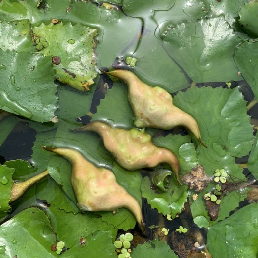洪湖市 新鲜菱角 湖北大青菱角 新鲜嫩菱角 青菱角 老菱角 黑菱角