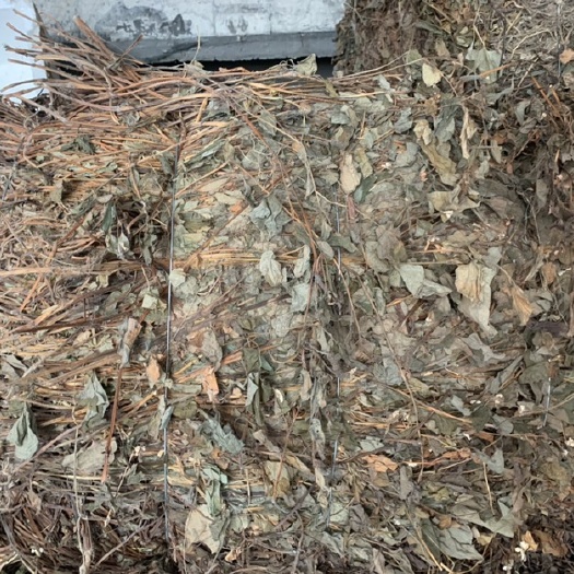 咸丰县鱼腥草药用