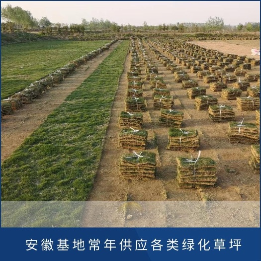 寿县马尼拉草皮  马尼拉草坪生长缓慢，草叶好看，价格略贵