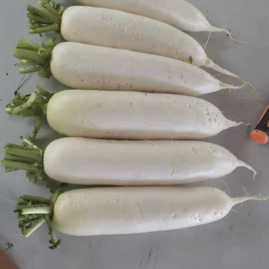 永善县精品白萝卜 甜分充足 水分充足 脆甜精品 自然健康
