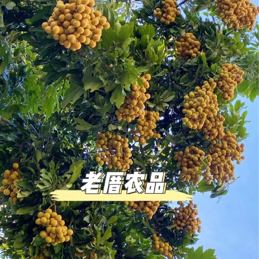 饶平县龙眼新鲜现摘桂圆广东饶平石硖储良龙眼当季水果整箱5斤