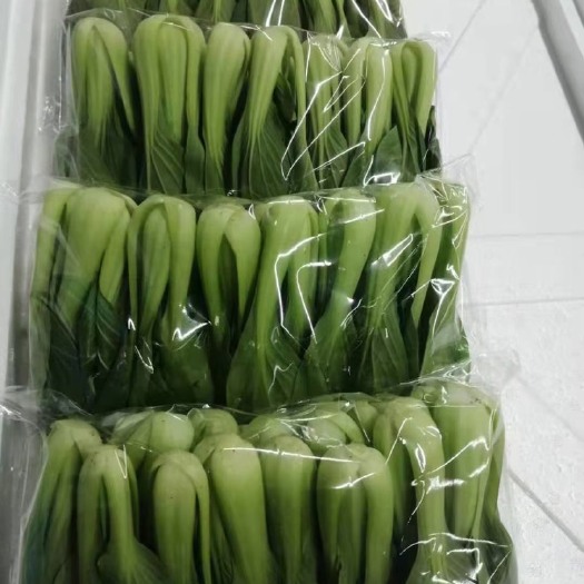 曹县上海青  货源充足，质量保证，价格便宜！