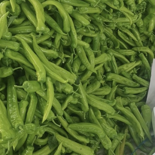 泾源县牛角椒  宁夏 牛角王 新鲜上市 量大从优