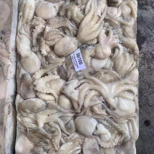 福州 印尼小章鱼30-50