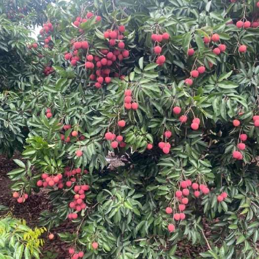 饶平县桂味荔枝糯米糍基地直供产地代办协助找车支持快递安需分拣，