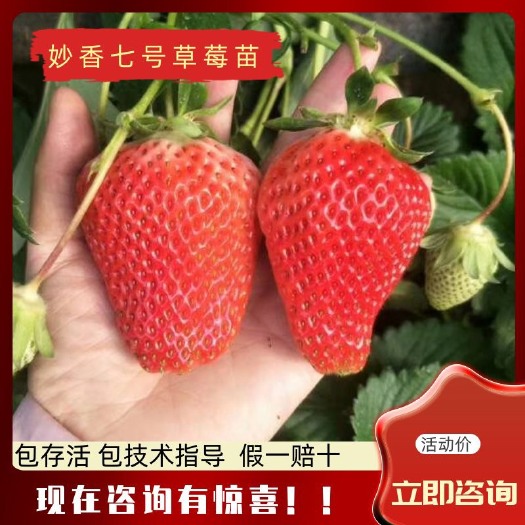 泰安妙香7号草莓苗  妙香七号草莓苗 脱毒草莓苗 包，活 签合同 提供技术指导