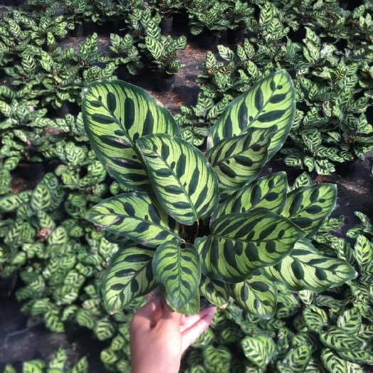漳平市孔雀竹芋小盆栽植物产地直销批发