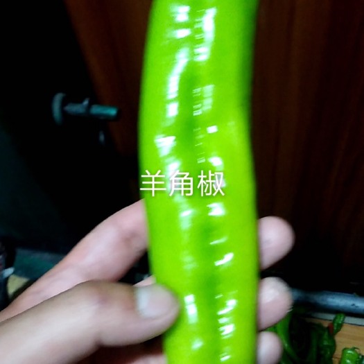 赤峰 羊角椒、尖椒、圆椒产地批发，量大！欢迎有实力老板洽谈