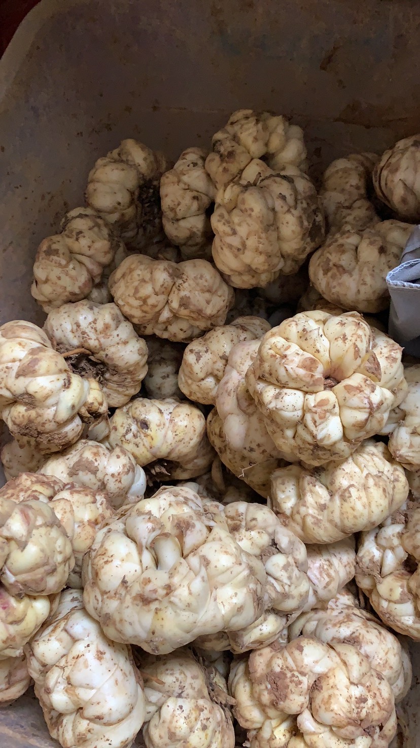 宜兴鲜百合，又称太湖之参，