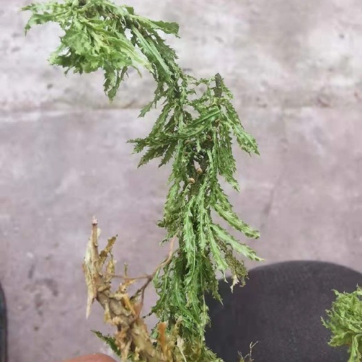 马边县千层塔，大量供应。需要请致电联系。高品质高质量