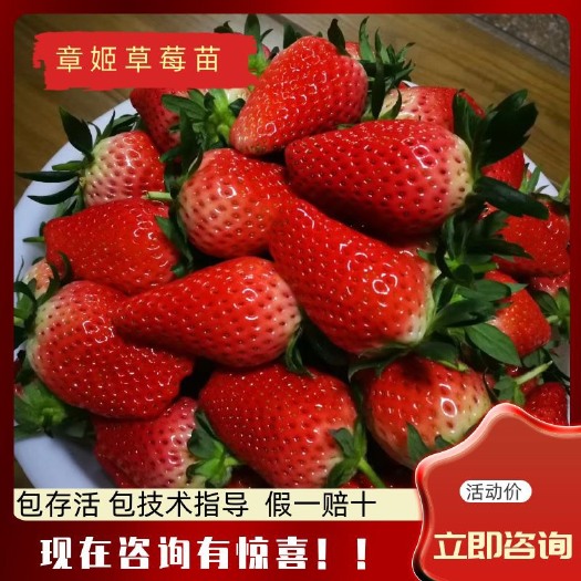 泰安章姬草莓苗 脱毒草莓苗 矮壮苗 成活率高 签合同 提供技术指