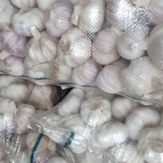 邳州市紫皮蒜 邳州精品大蒜6.5 6 5.5 5 4.5 4小三级