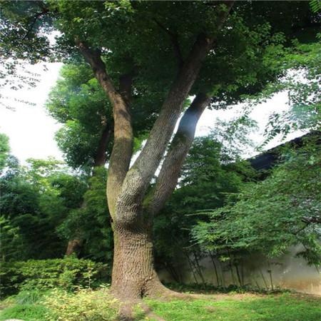 阆中市香樟 15以上