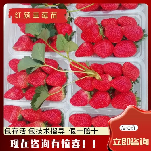 泰安红颜草莓苗 脱毒草莓苗 久久草莓苗 成活率高 签合同提供技术