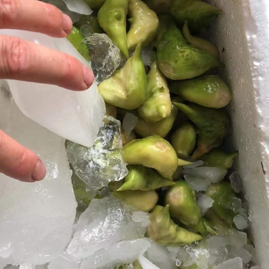 台州 菱角