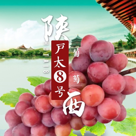 咸阳户太八号葡萄批发