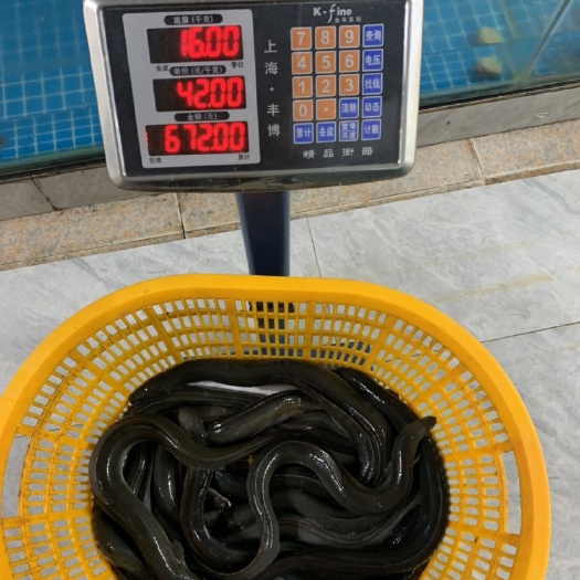 乐东县 欧鳗．鳗鱼