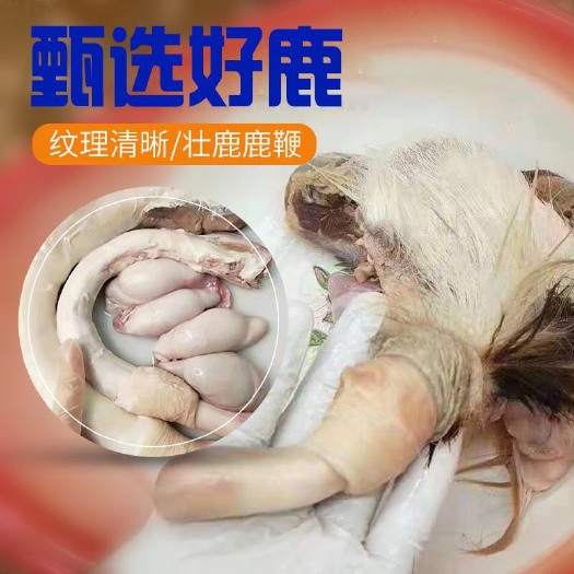 长春鲜鹿鞭长春鹿乡鹿场直供一个起批