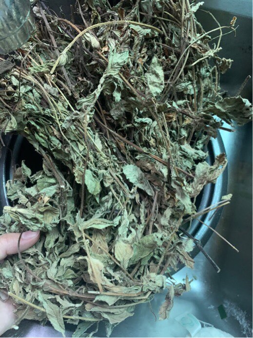 兴国县凉粉草  凉茶草