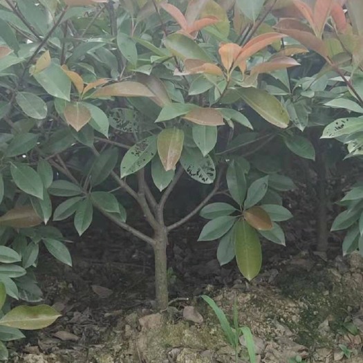 南京 红叶石楠毛球
