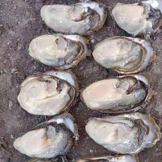 诏安县三倍体生蚝 烧烤蚝。清蒸蚝。豆豆蚝。三倍体。大量有货。全国可发