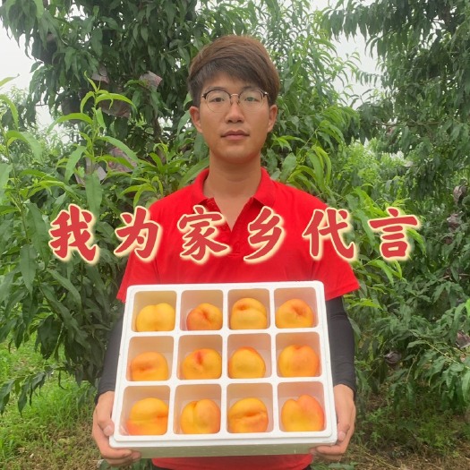 绥中县黄桃83  自家百亩黄桃，价格低，口感好，可为电商供货，物流方便。