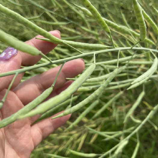 沈阳 油菜籽