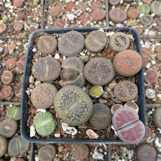 漳州 生石花