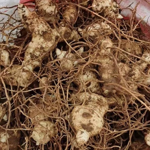 钟祥市 黄精种苗 黄精茎块 老虎姜种苗 多花姜形不倒苗黄精种植技术