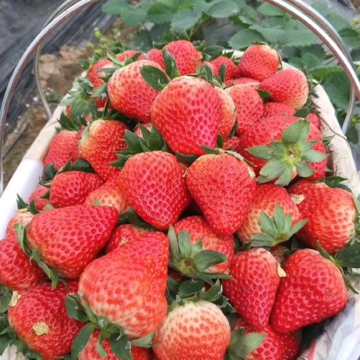 泰安越秀草莓苗 脱毒草莓苗 新品种越秀草莓苗 成活率高签合同保品