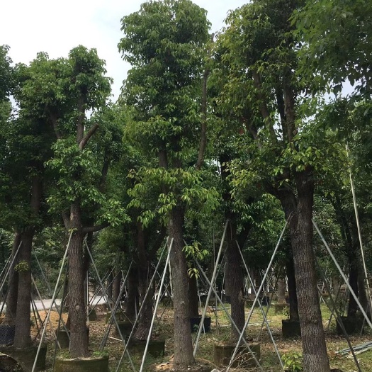 普宁市广东省普宁市香樟树苗米径25-30公分 带土球整车发技术指导