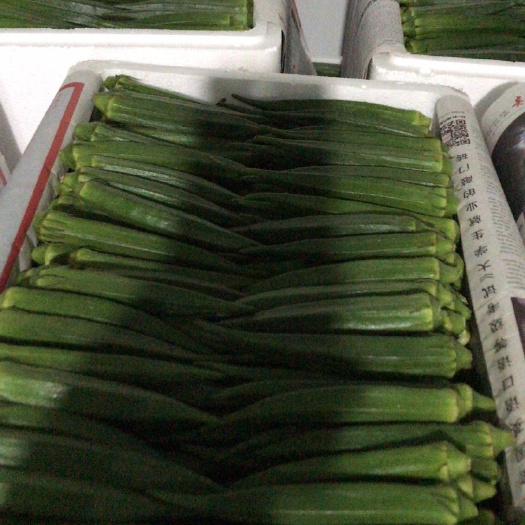 水果秋葵 精品秋葵，基地直供