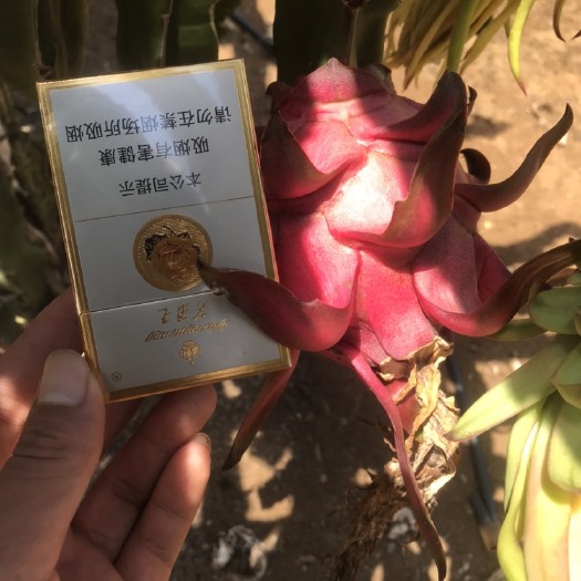 遂溪县火龙果 广东省湛江市遂溪县 红色