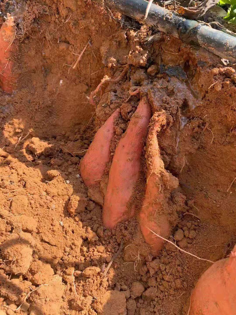 红薯 地瓜，西瓜红