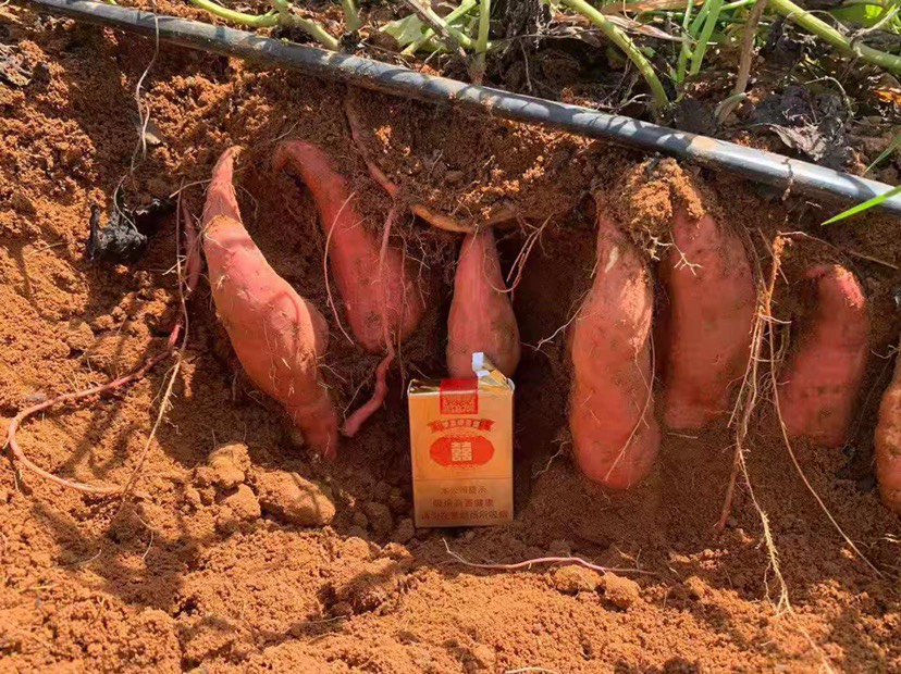 红薯 地瓜，西瓜红