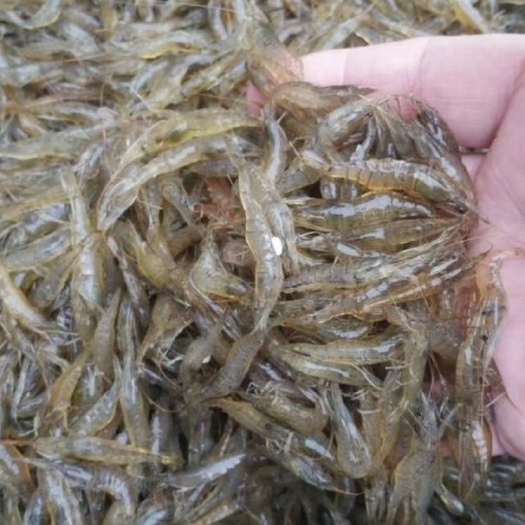 东莞市米虾  鲜活虾，量多可优惠
