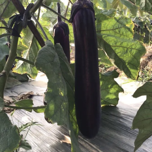 惠州茄子苗 中茄直栽苗，耐高温。早熟，，高温不变色，广茄！