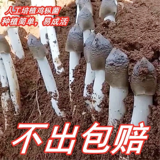 西乡县鸡枞菌菌种  鸡枞菌种子云南特产高产伞把菇荔枝菌三塔菌黑鸡枞菌包人工种植